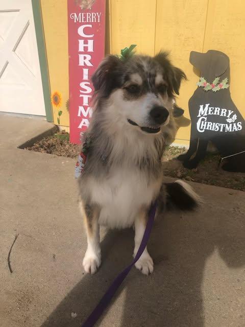 Enlarge Sylvie   Aussie or Mix  Oakhurst, CA, a Adopted Australian Shepherd in Oakhurst, CA image 1/2