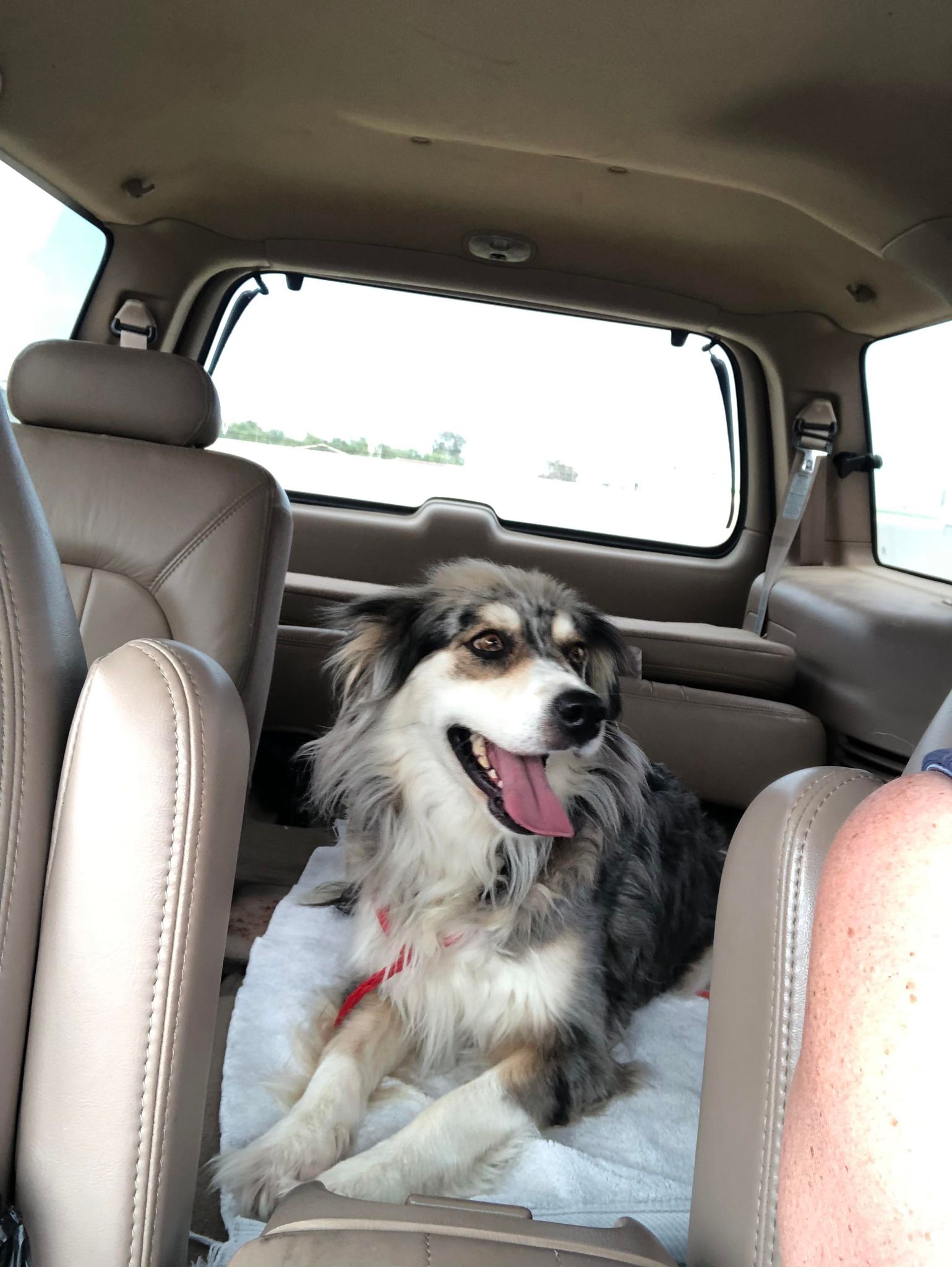 Enlarge Sylvie   Aussie or Mix  Oakhurst, CA, a Adopted Australian Shepherd in Oakhurst, CA image 2/2