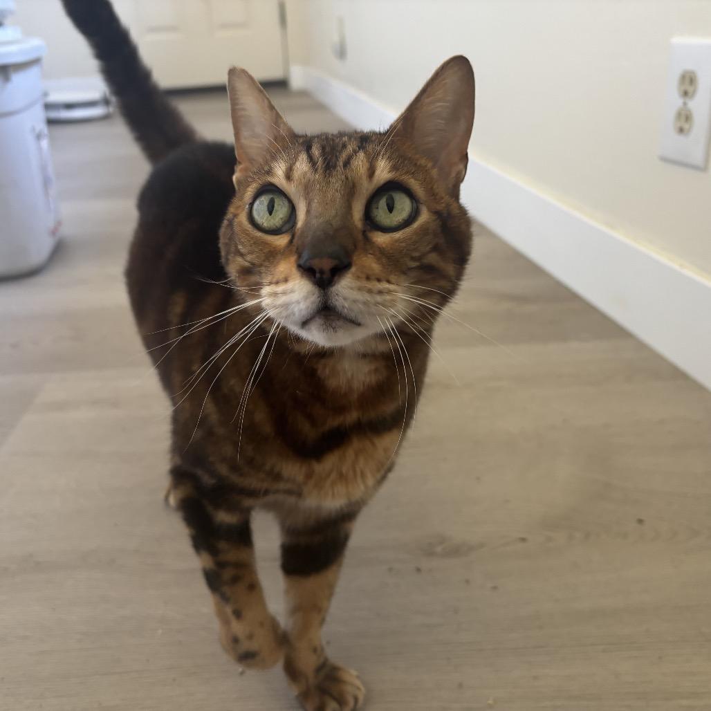 Enlarge Dexter, a Adoptable Domestic Short Hair in Rancho Cucamonga, CA image 1/4