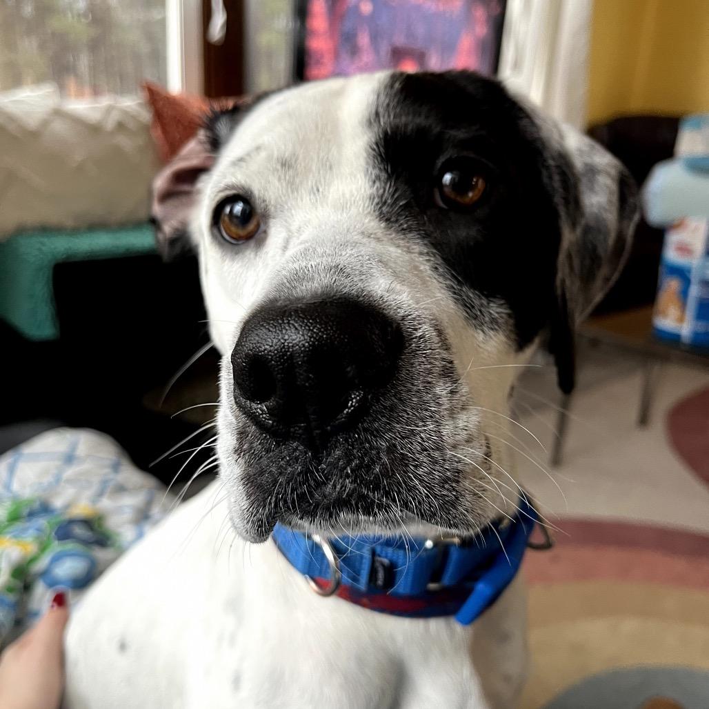 Domino, a Adoptable mixed breed in Fairfax Station, VA image 1/6