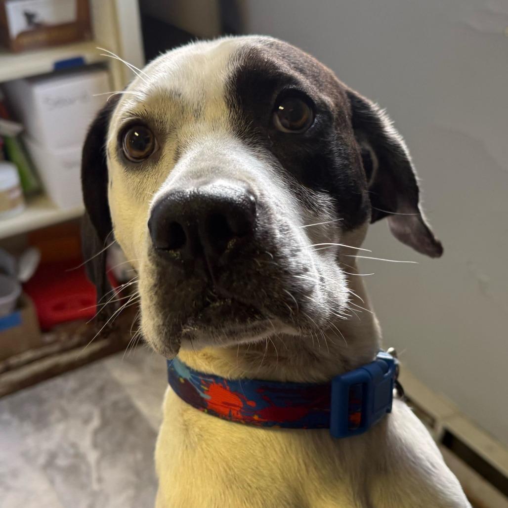 Domino, a Adoptable mixed breed in Fairfax Station, VA image 2/6