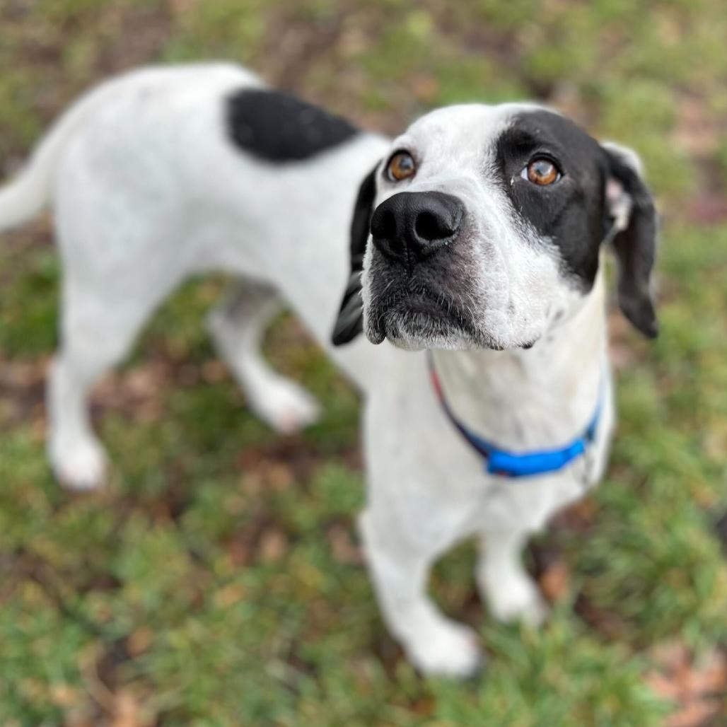 Domino, a Adoptable mixed breed in Fairfax Station, VA image 3/6