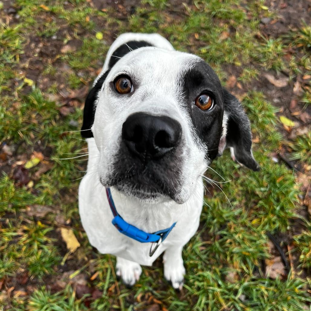 Domino, a Adoptable mixed breed in Fairfax Station, VA image 4/6