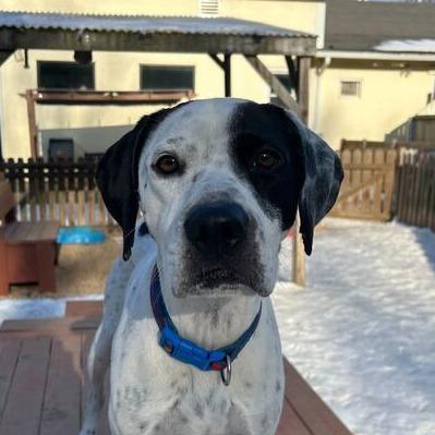 Domino, a Adoptable mixed breed in Fairfax Station, VA image 5/6