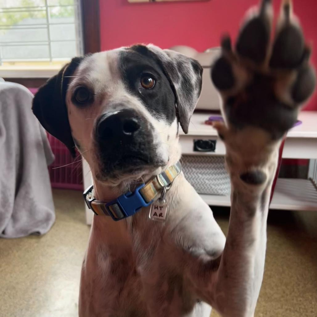 Domino, a Adoptable mixed breed in Fairfax Station, VA image 6/6