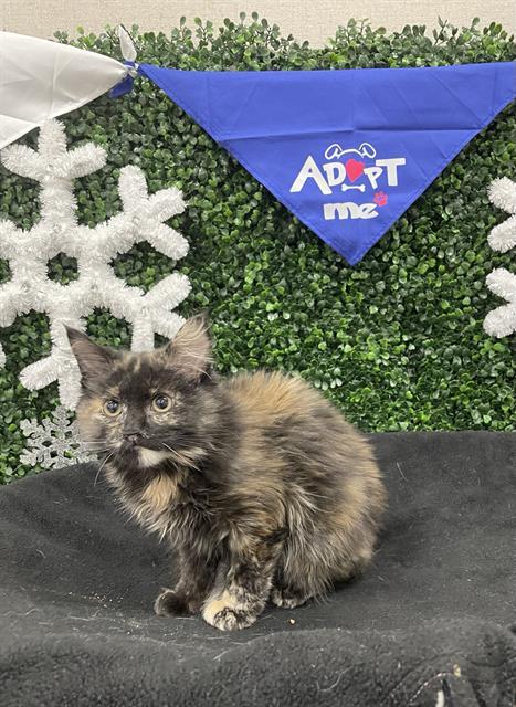 AGATHA, Adoptable, Kitten Female Domestic Long Hair.