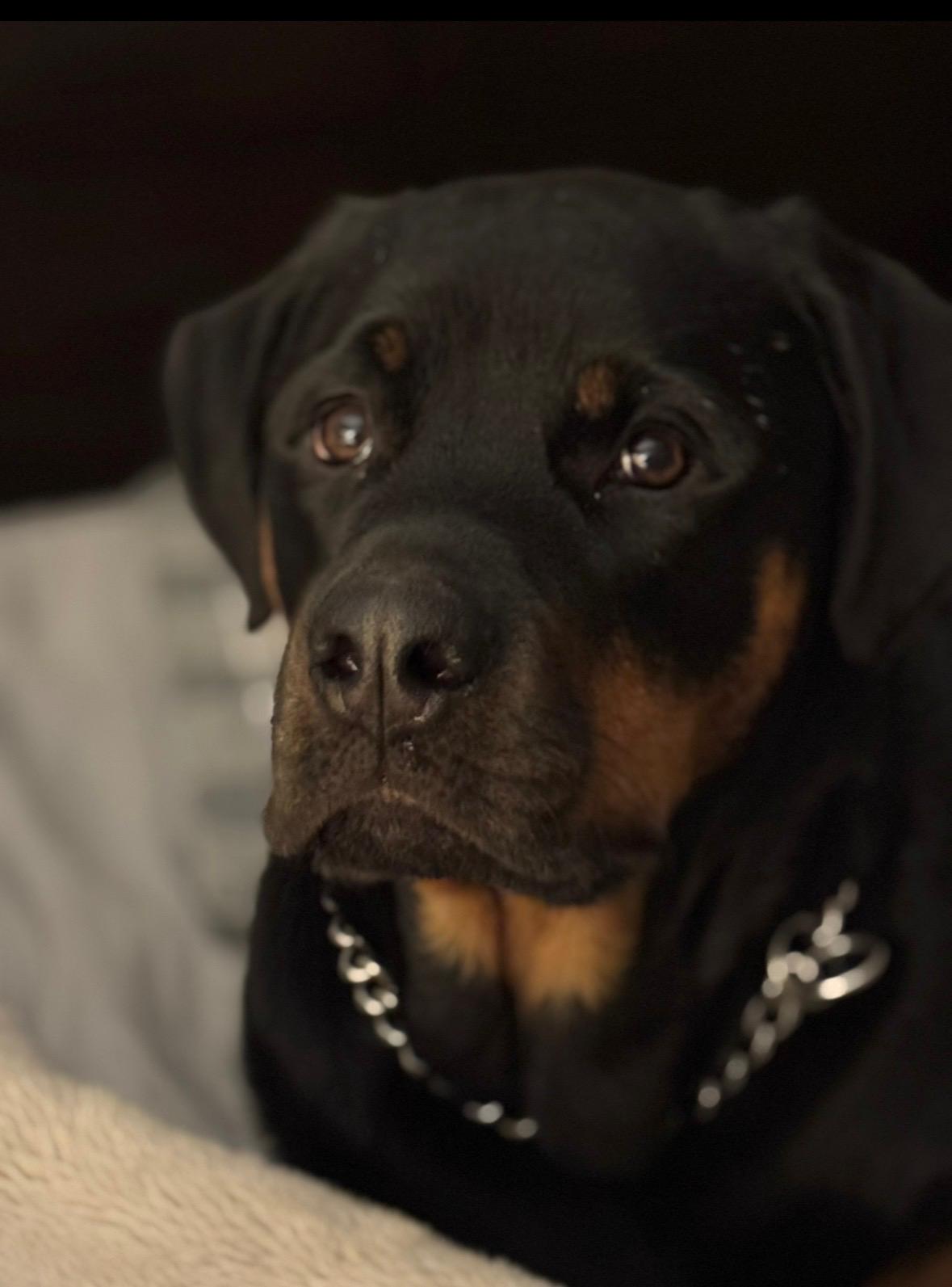 Enlarge Axel, a Adoptable Rottweiler in Cuddebackville, NY image 1/1