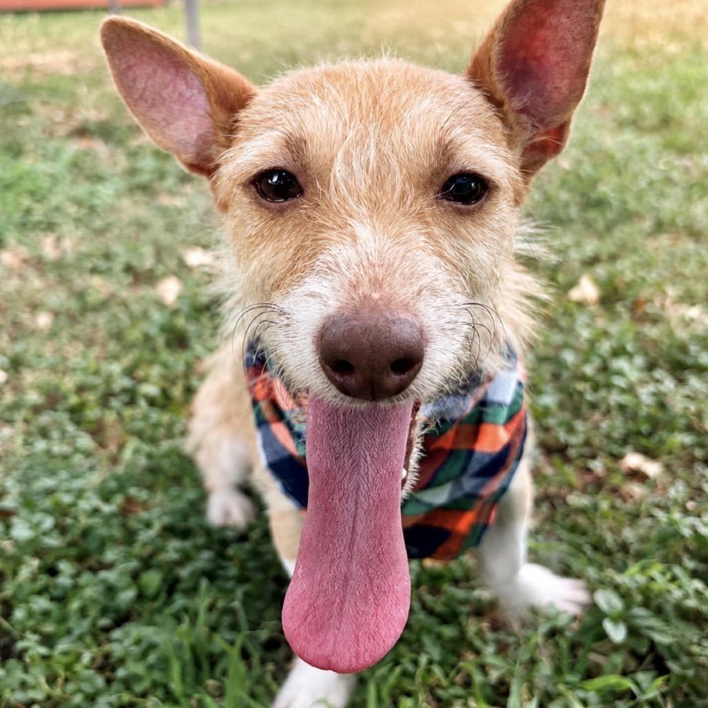Enlarge Prince, a Adoptable mixed breed in Laredo, TX image 1/4