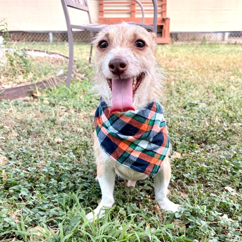 Enlarge Prince, a Adoptable mixed breed in Laredo, TX image 2/4
