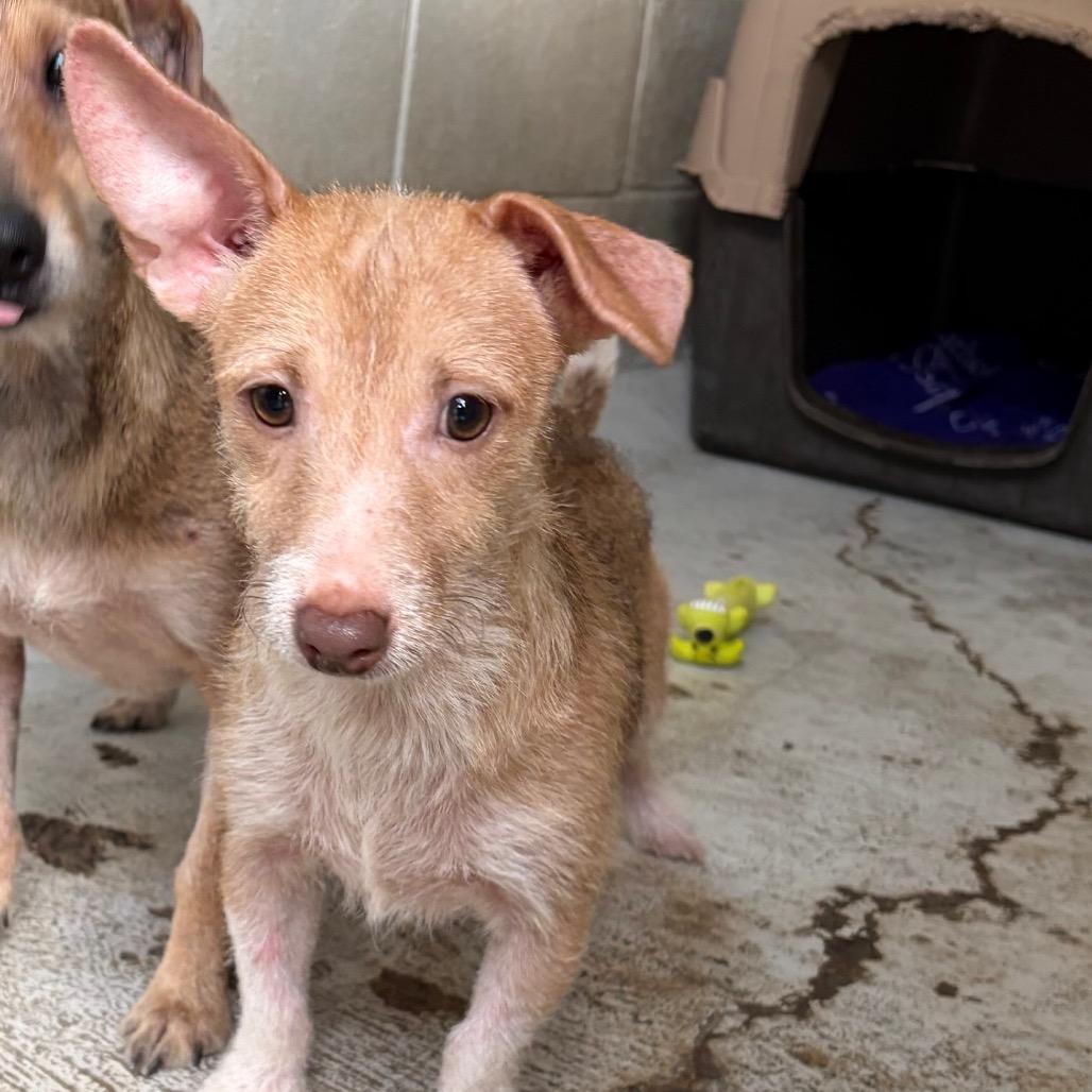 Enlarge Prince, a Adoptable mixed breed in Laredo, TX image 1/2