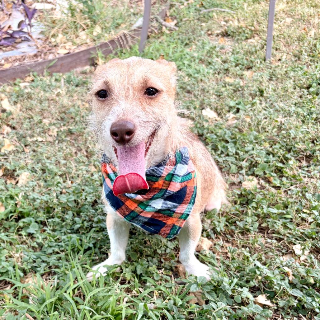 Enlarge Prince, a Adoptable mixed breed in Laredo, TX image 3/4
