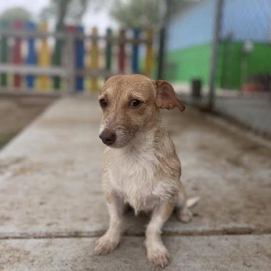 Enlarge Prince, a Adoptable mixed breed in Laredo, TX image 2/2