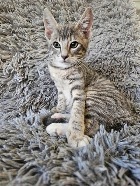 Enlarge Bloom, a Adopted American Shorthair in Sylacauga, AL image 1/3