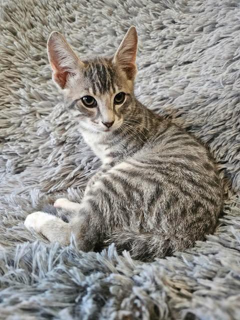 Enlarge Bloom, a Adopted American Shorthair in Sylacauga, AL image 2/3