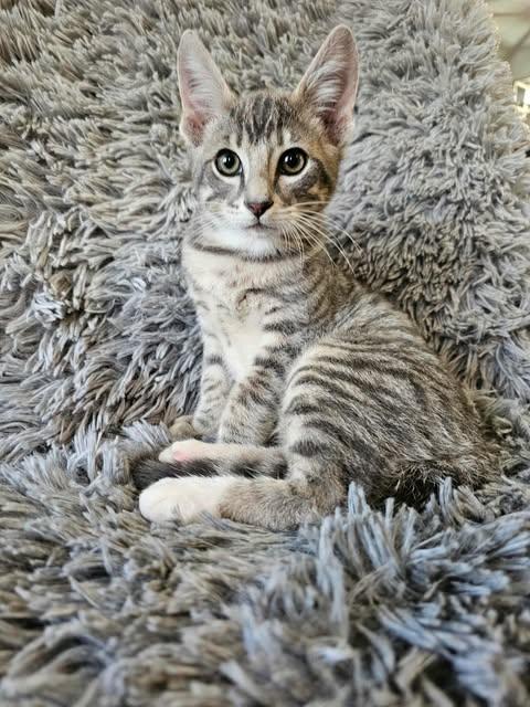 Enlarge Bloom, a Adopted American Shorthair in Sylacauga, AL image 3/3