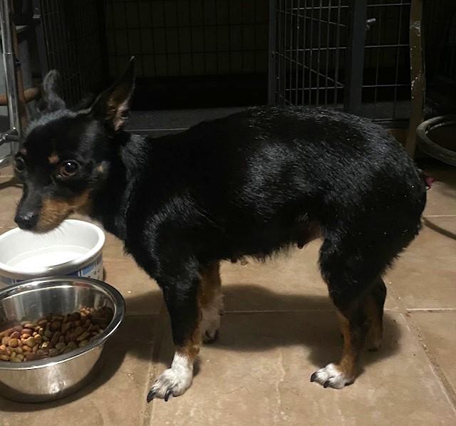 Enlarge Chica, a ADOPTABLE mixed breed in Oklahoma City, OK image 2/2