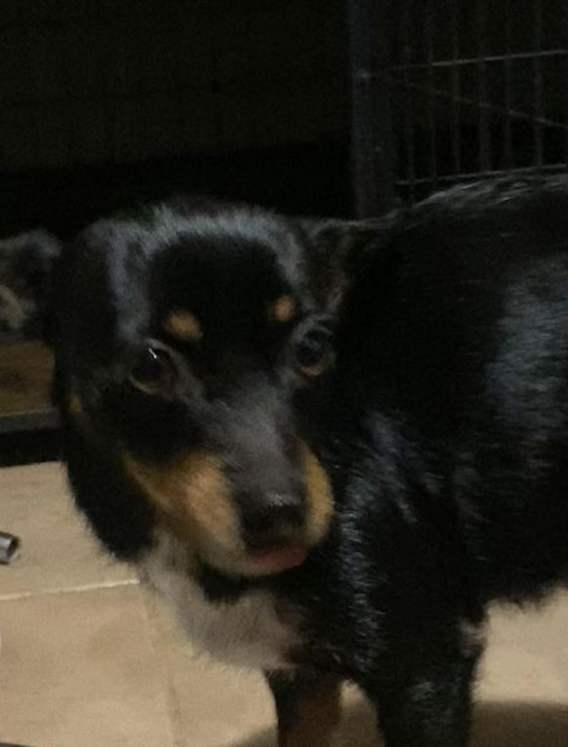 Chica, ADOPTABLE, Adult Female Miniature Pinscher & Toy Fox Terrier.