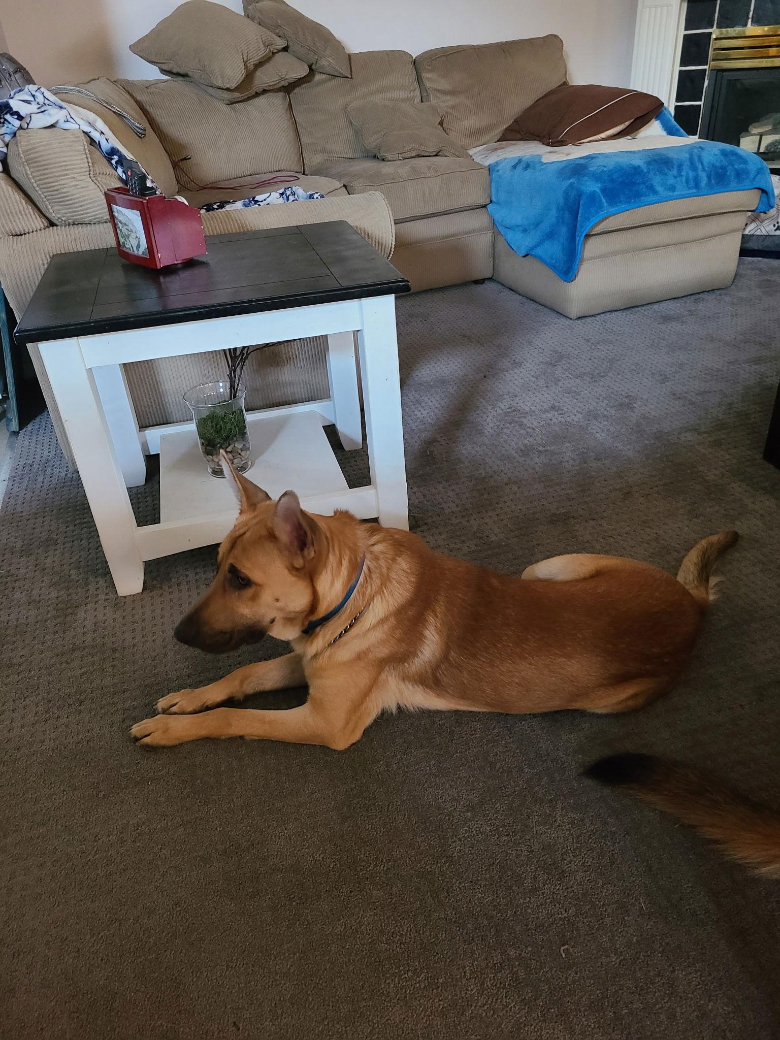 Enlarge Chance, a Adoptable German Shepherd Dog in Sparks, NV image 2/2