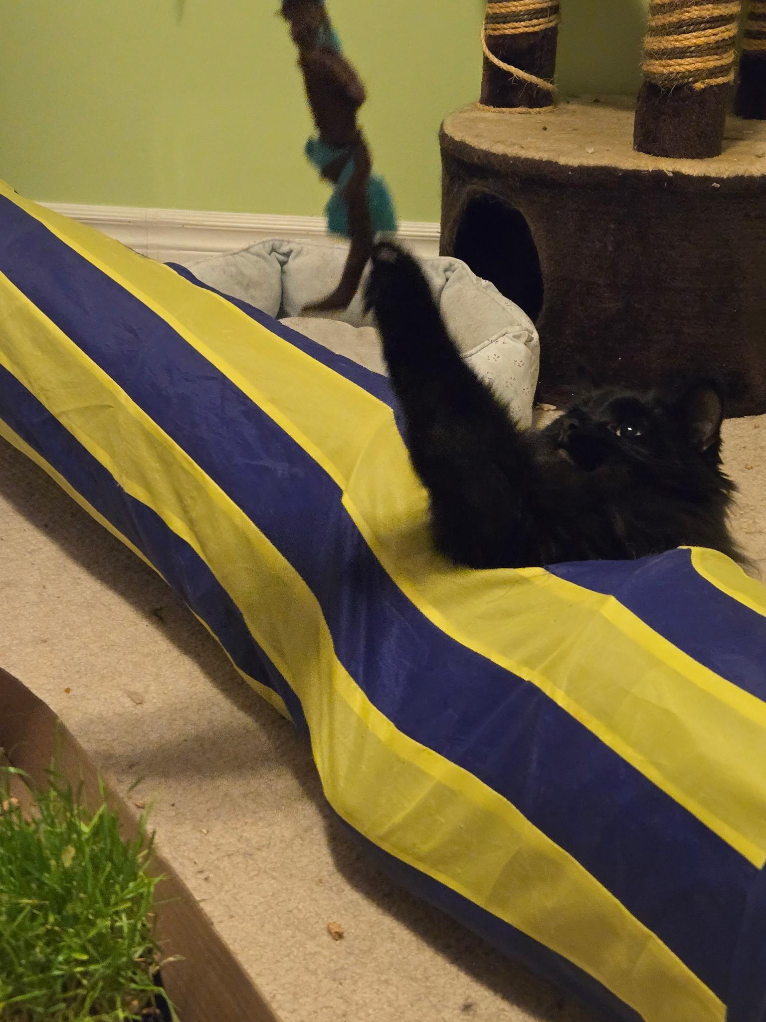 Peanut, a Adoptable Domestic Short Hair in Kamloops, BC image 1/6