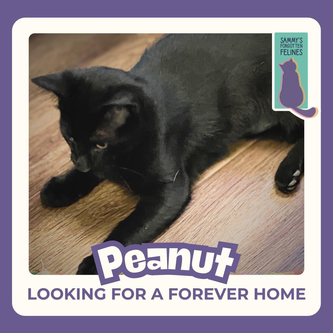 Peanut, a Adoptable Domestic Short Hair in Kamloops, BC image 2/6