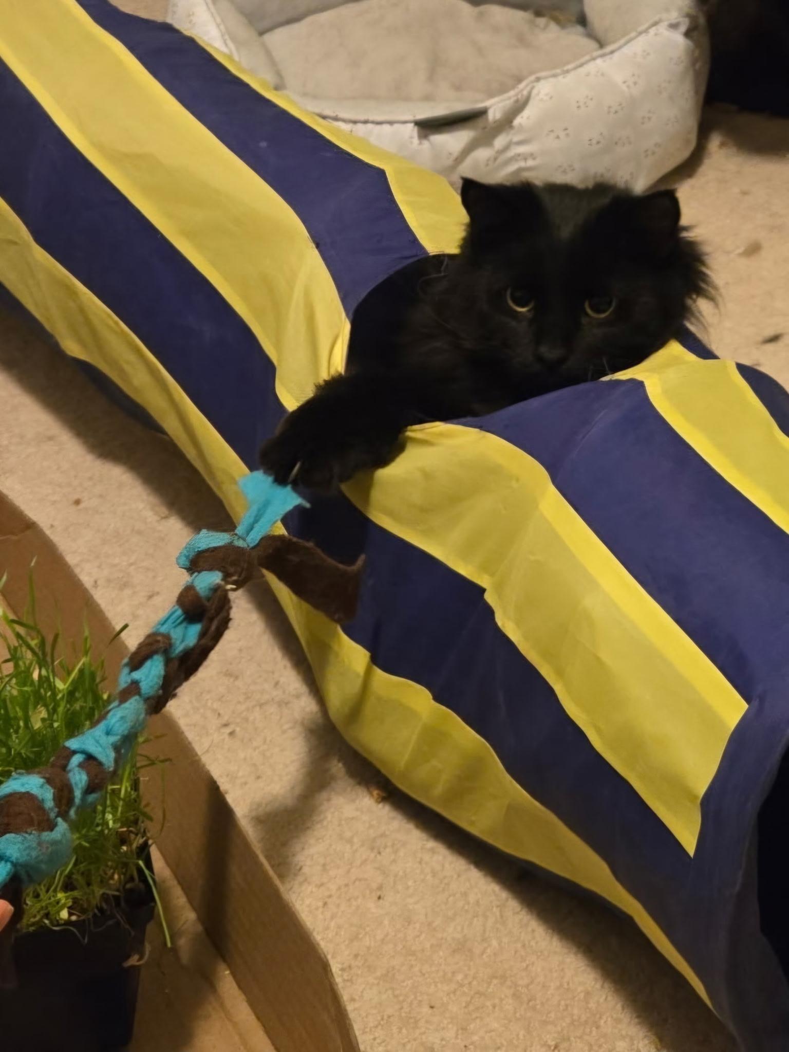 Peanut, a Adoptable Domestic Short Hair in Kamloops, BC image 3/6