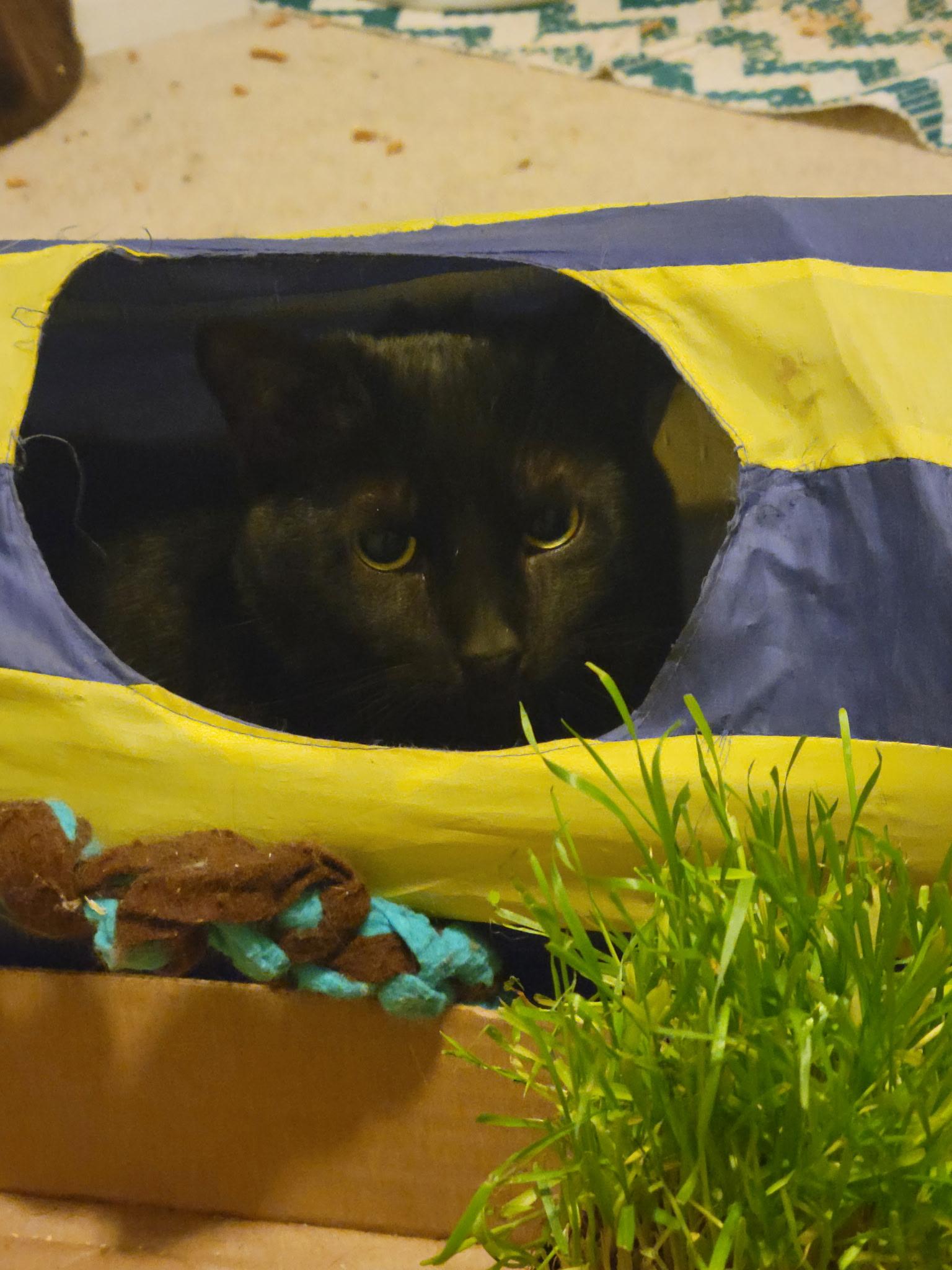 Peanut, a Adoptable Domestic Short Hair in Kamloops, BC image 6/6