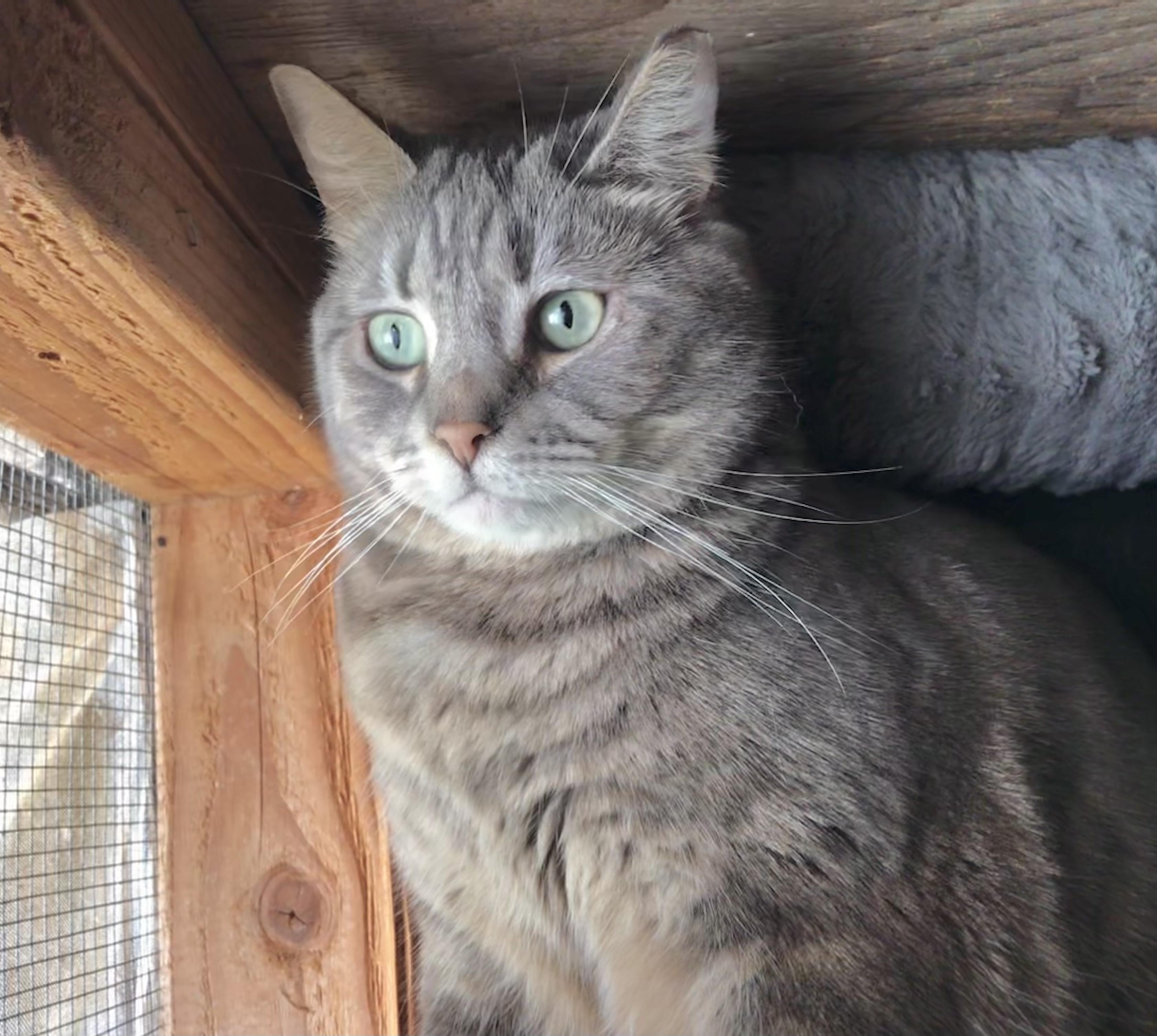 Marble Cake (Garden Cat) — thumbnail 2