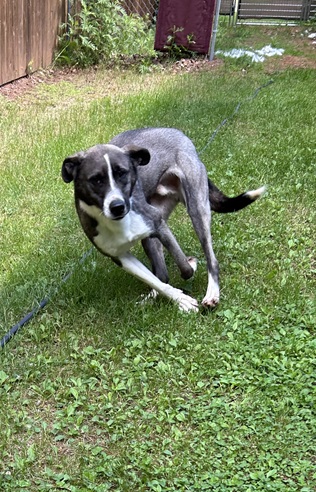 Biggby, a Adoptable mixed breed in Eagle River, WI image 3/5