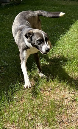 Biggby, a Adoptable mixed breed in Eagle River, WI image 1/5
