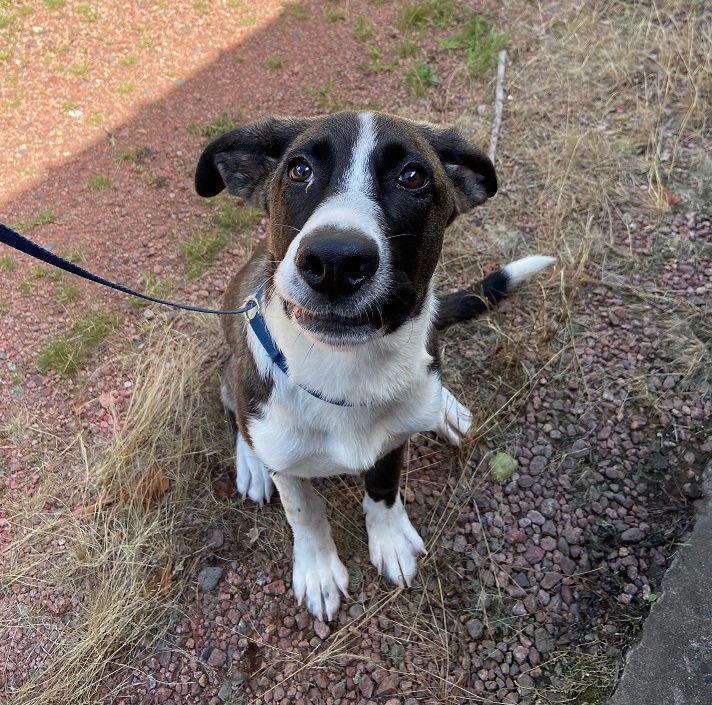 Biggby, a Adoptable mixed breed in Eagle River, WI image 5/5