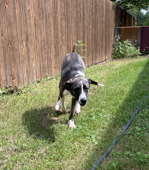 Biggby, a Adoptable mixed breed in Eagle River, WI image 4/5