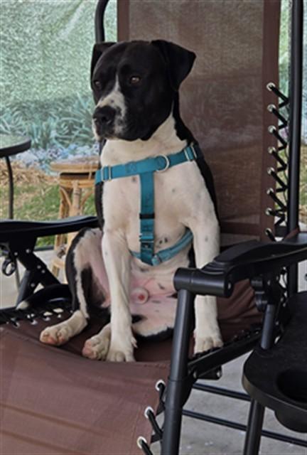 Enlarge NICKO, a Adoptable mixed breed in Sacramento, CA image 1/1