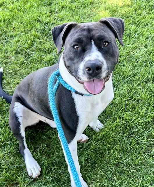 NICKO, Adoptable, Adult Male Pit Bull Terrier & Labrador Retriever.