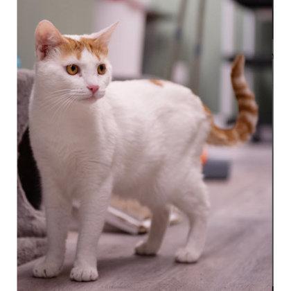 Grandma Kershaw, Adoptable, Young Female Domestic Short Hair & Domestic Short Hair.