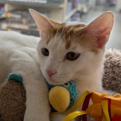Grandma Kershaw, Adoptable, Young Female Domestic Short Hair & Domestic Short Hair.