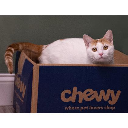 Grandma Kershaw, a Adoptable mixed breed in Hudson, MA image 3/3