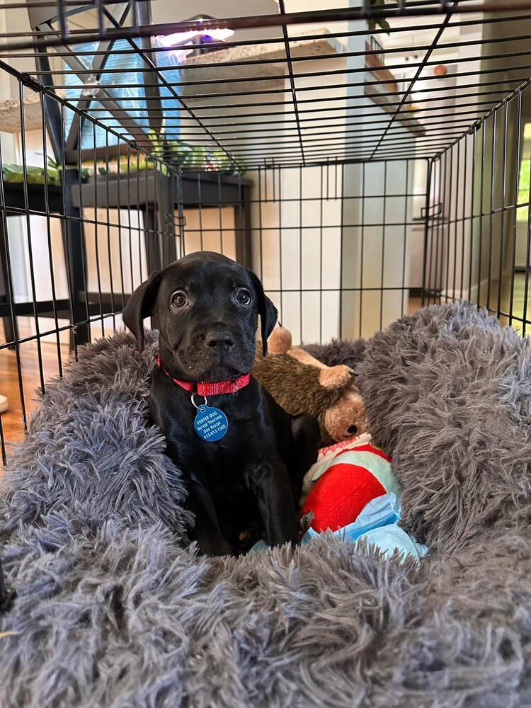 Enlarge Oliver (FOSTERED LOCALLY), a Adoptable mixed breed in Leverett, MA image 1/5