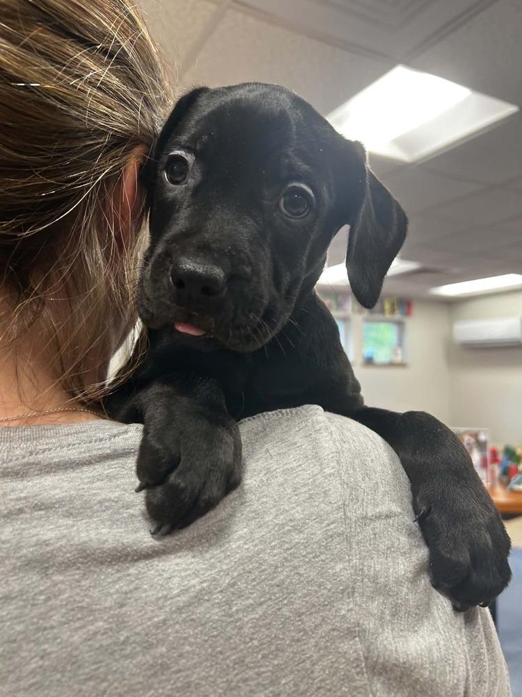 Enlarge Oliver (FOSTERED LOCALLY), a Adoptable mixed breed in Leverett, MA image 2/5