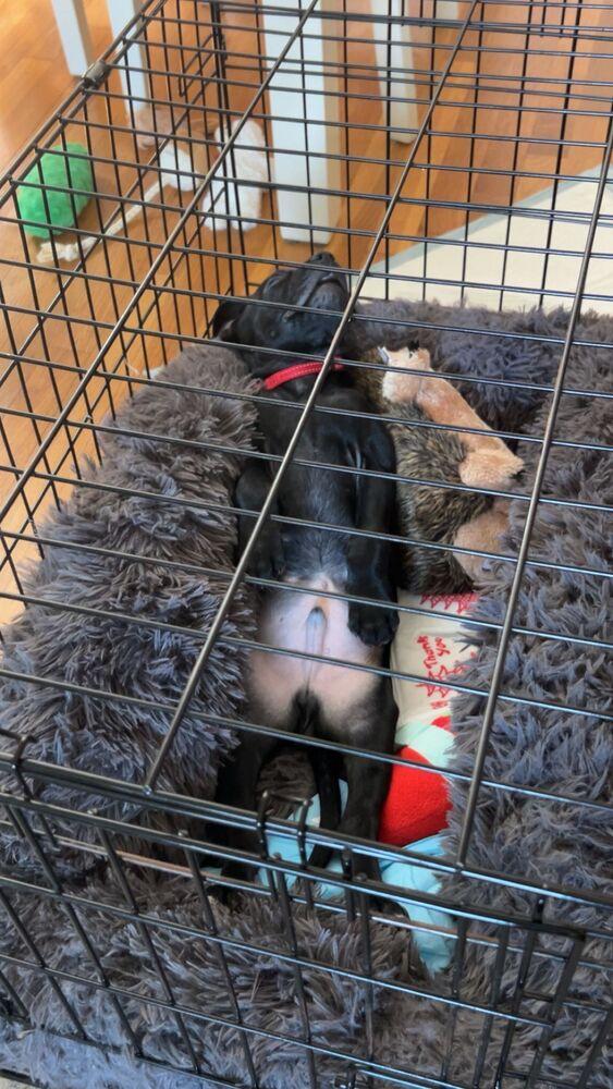 Enlarge Oliver (FOSTERED LOCALLY), a Adoptable mixed breed in Leverett, MA image 4/5