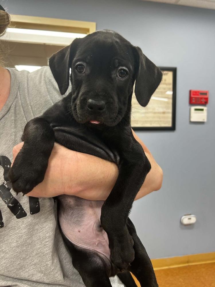 Enlarge Oliver (FOSTERED LOCALLY), a Adoptable mixed breed in Leverett, MA image 5/5
