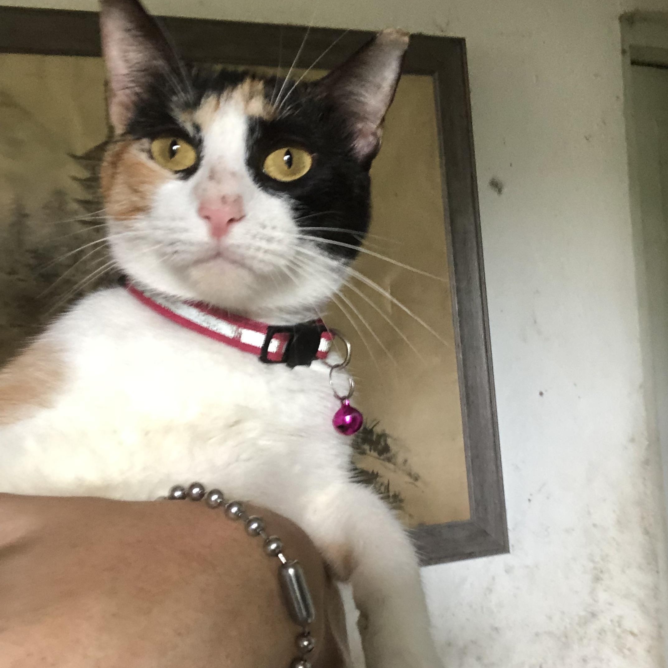 Sandia (watermelon), a Adoptable Calico image 1/6