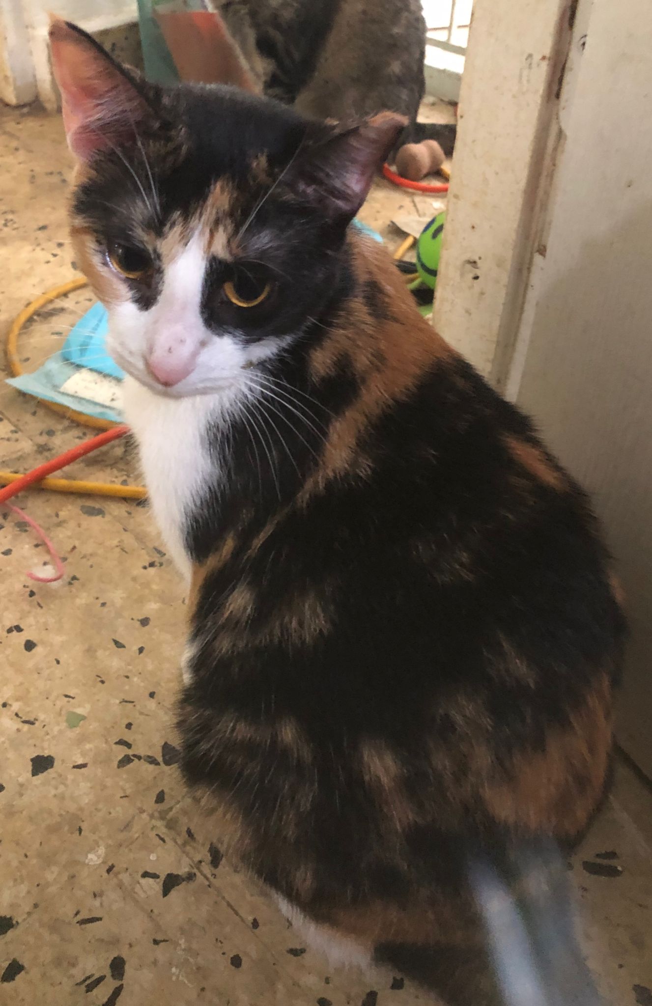 Sandia (watermelon), a Adoptable Calico image 4/6