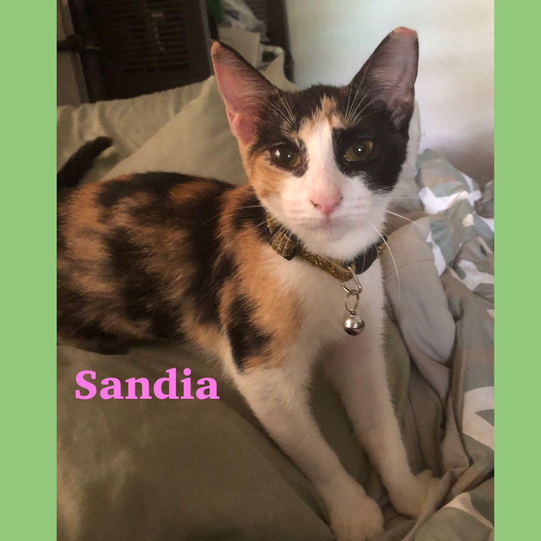 Sandia (watermelon), a Adoptable Calico image 3/6