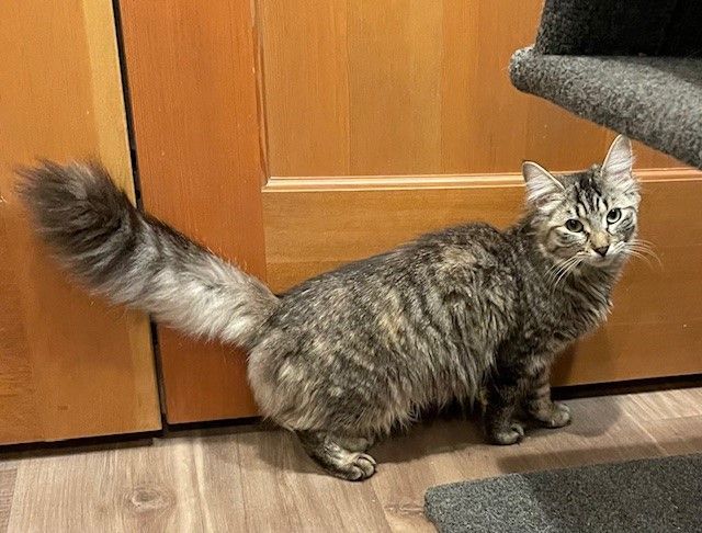 Teeter (LE), a Adoptable Domestic Long Hair in Little Falls, NJ image 2/3