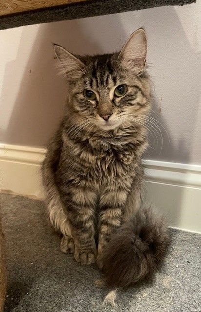 Teeter (LE), Adoptable, Young Female Domestic Long Hair.