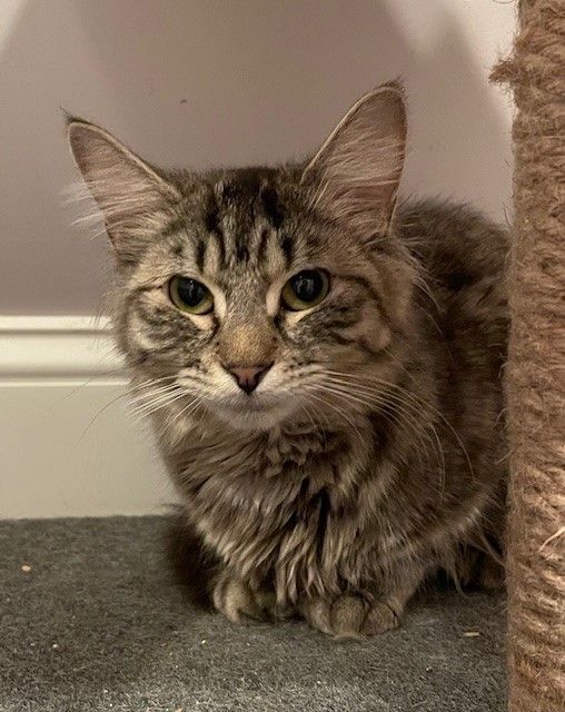 Teeter (LE), a Adoptable Domestic Long Hair in Little Falls, NJ image 3/3