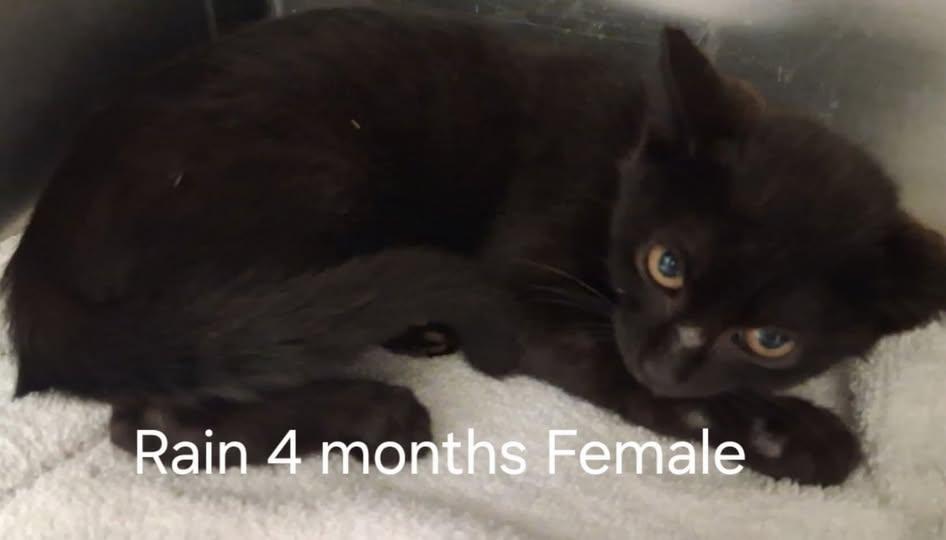 Rain - ADOPTED, adopted, Young Female Domestic Short Hair.