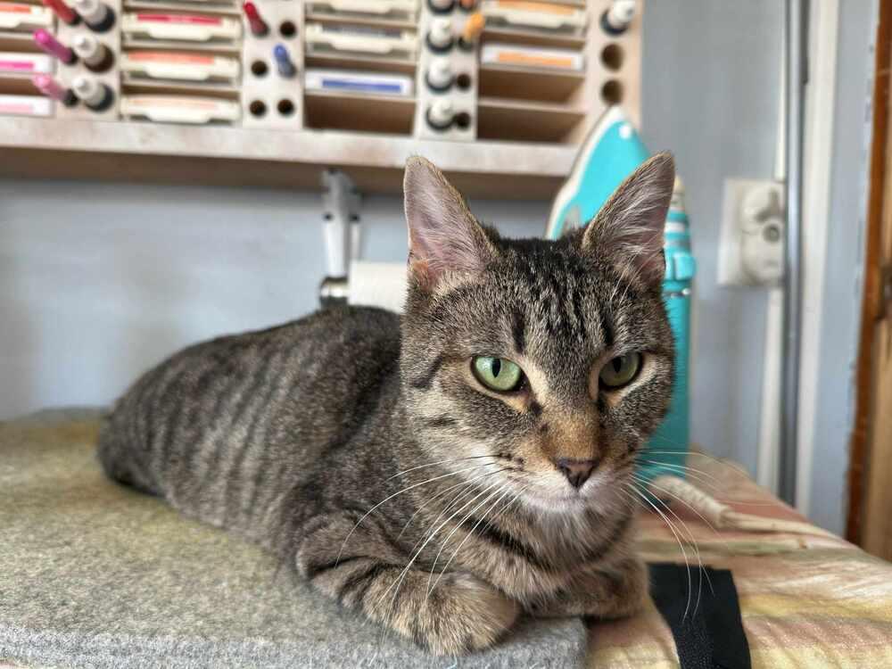 Cricket, Adoptable, Kitten Female Domestic Short Hair.