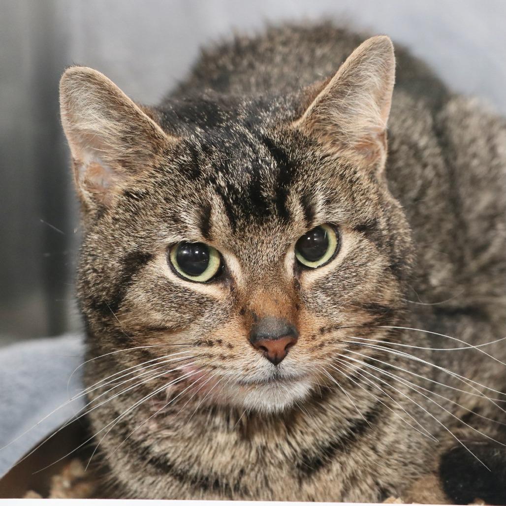 Cattrick Star, Adoptable, Young Male Domestic Short Hair.