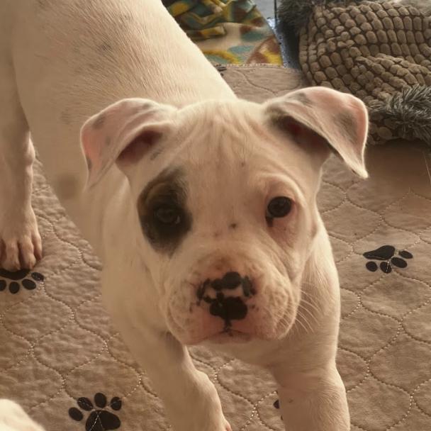 Blueberry, Adoptable, Puppy Male Mixed Breed.